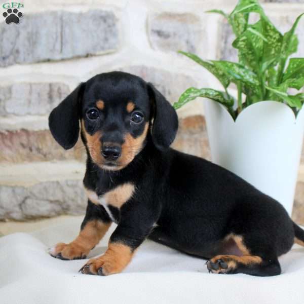 Snoopy, Dachshund Puppy