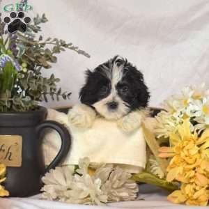 Snoopy, Mal-Shi Puppy