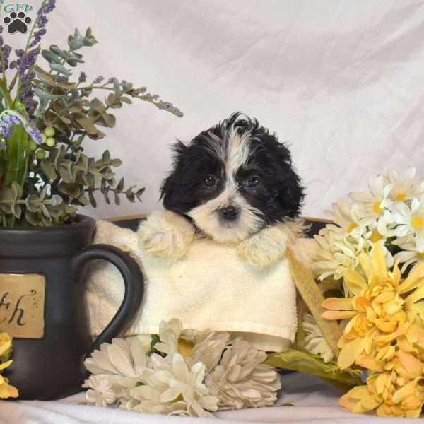 Snoopy, Mal-Shi Puppy