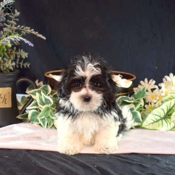 Snoopy, Mal-Shi Puppy