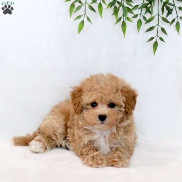 Snoopy, Maltipoo Puppy