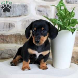 Snoopy, Dachshund Puppy