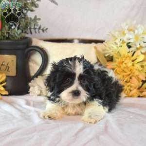 Snoopy, Mal-Shi Puppy