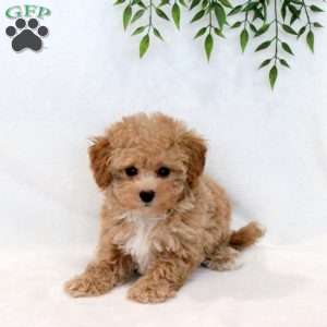 Snoopy, Maltipoo Puppy