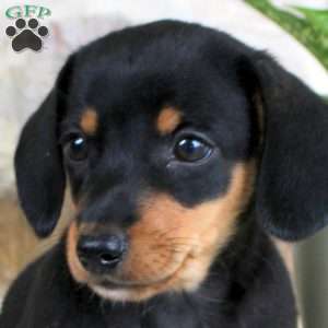 Snoopy, Dachshund Puppy