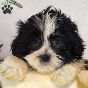 Snoopy, Mal-Shi Puppy
