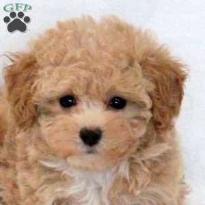 Snoopy, Maltipoo Puppy