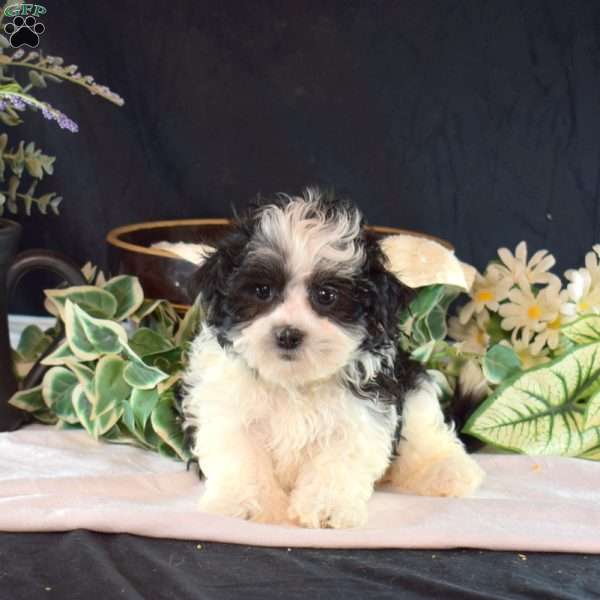 Sofia, Mal-Shi Puppy