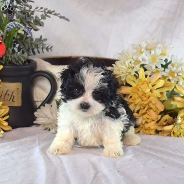 Sofia, Mal-Shi Puppy