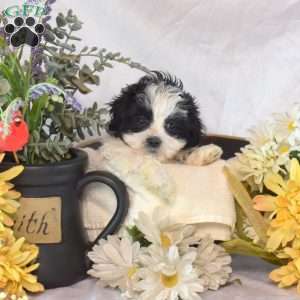 Sofia, Mal-Shi Puppy