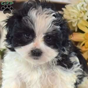 Sofia, Mal-Shi Puppy