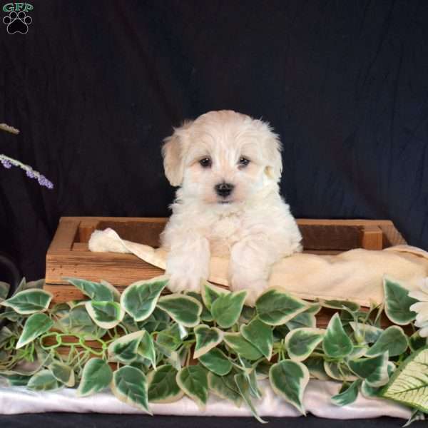 Sonny, Maltichon Puppy