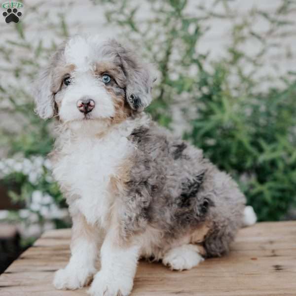Sonny, Mini Bernedoodle Puppy