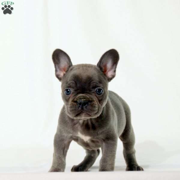 Sonya, Frenchton Puppy