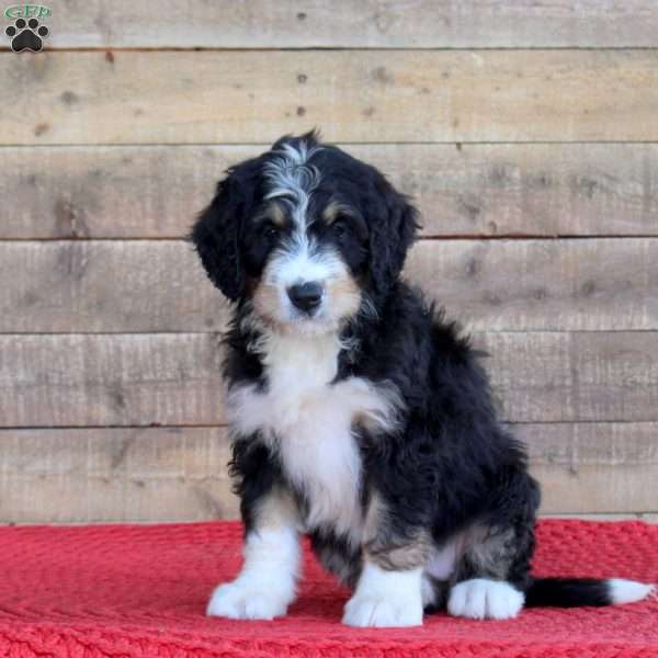 Sophia, Bernedoodle Puppy