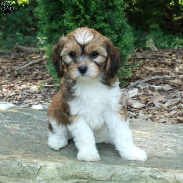 Sophia, Havanese Mix Puppy