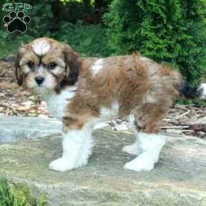 Sophia, Havanese Mix Puppy