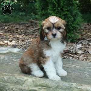 Sophia, Havanese Mix Puppy