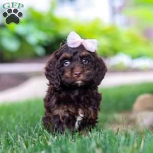 Sophie, Cockapoo Puppy