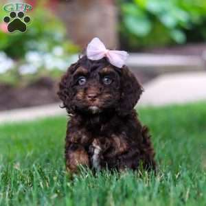 Sophie, Cockapoo Puppy
