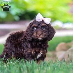 Sophie, Cockapoo Puppy
