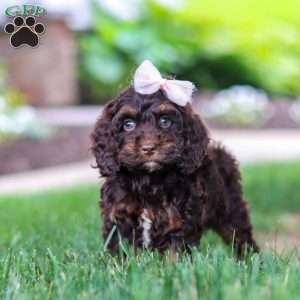 Sophie, Cockapoo Puppy