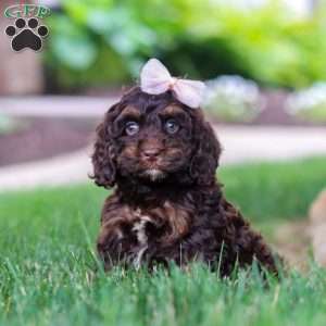 Sophie, Cockapoo Puppy