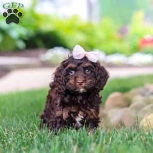Sophie, Cockapoo Puppy