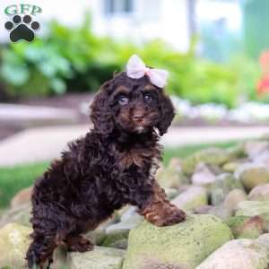 Sophie, Cockapoo Puppy