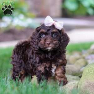 Sophie, Cockapoo Puppy