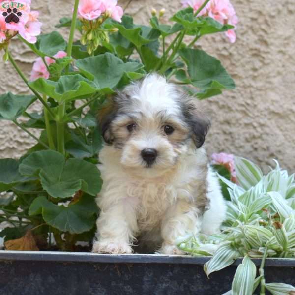 Sophie, Havanese Puppy