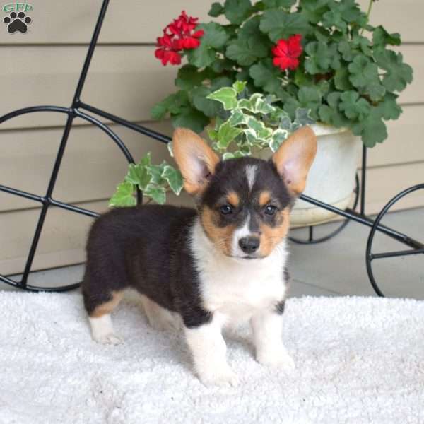 Sophie, Pembroke Welsh Corgi Puppy