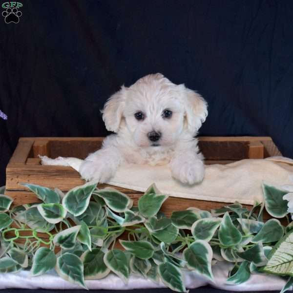 Sophie, Maltichon Puppy