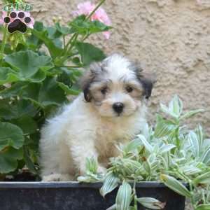 Sophie, Havanese Puppy