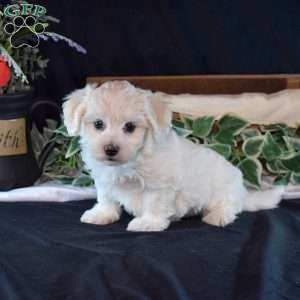 Sophie, Maltichon Puppy