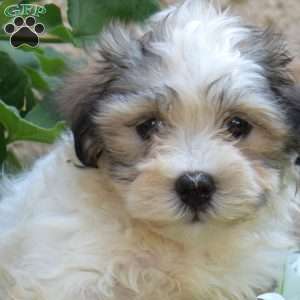 Sophie, Havanese Puppy