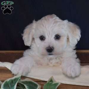 Sophie, Maltichon Puppy
