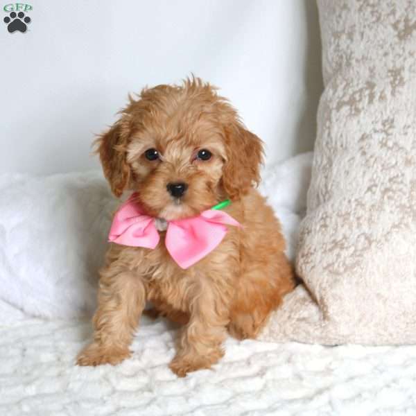 Sophie, Cockapoo Puppy