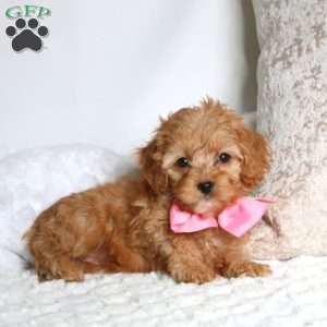Sophie, Cockapoo Puppy