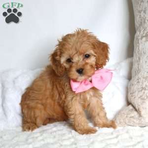 Sophie, Cockapoo Puppy