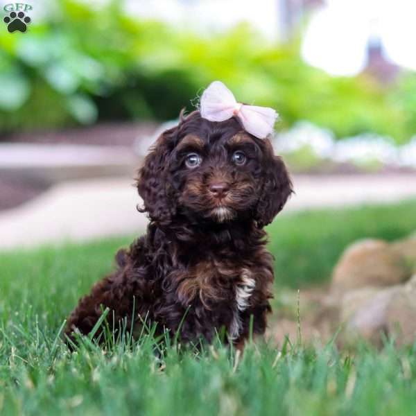 Sophie, Cockapoo Puppy