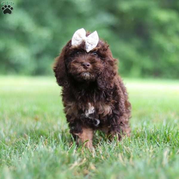 Sophie, Cockapoo Puppy