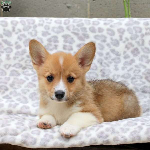 Sora, Pembroke Welsh Corgi Puppy