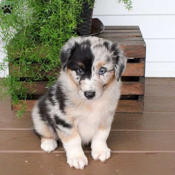 Sorbet, Australian Shepherd Puppy