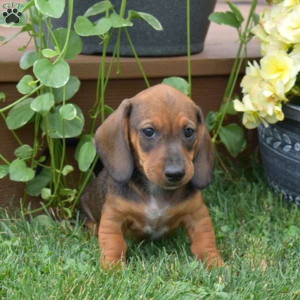 Soy, Dachshund Puppy