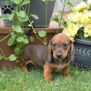 Soy, Dachshund Puppy
