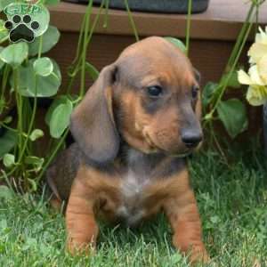 Soy, Dachshund Puppy
