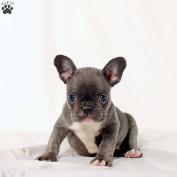 Spalding, Frenchton Puppy