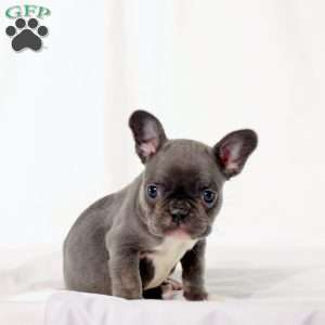 Spalding, Frenchton Puppy