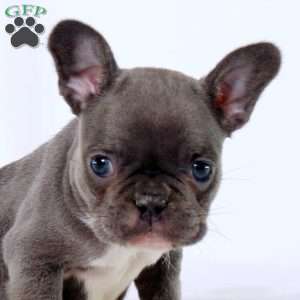 Spalding, Frenchton Puppy